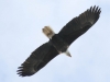 bald eagle (11 of 12)