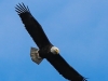 bald eagle (5 of 12)
