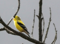 Lehigh Gap birds  (1 of 50)