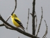 Lehigh Gap birds  (1 of 50)