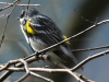 Lehigh Gap birds  (10 of 50)