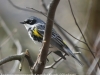 Lehigh Gap birds  (12 of 50)