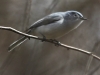 Lehigh Gap birds  (18 of 50)