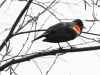 Lehigh Gap birds  (24 of 50)