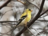 Lehigh Gap birds  (26 of 50)