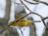 Lehigh Gap birds  (27 of 50)