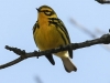 Lehigh Gap birds  (28 of 50)