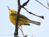 Lehigh Gap birds  (29 of 50)