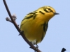 Lehigh Gap birds  (30 of 50)