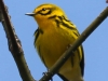 Lehigh Gap birds  (31 of 50)