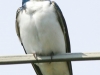 Lehigh Gap birds  (33 of 50)