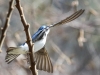 Lehigh Gap birds  (39 of 50)
