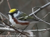 Lehigh Gap birds  (4 of 50)