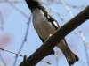 Lehigh Gap birds  (49 of 50)