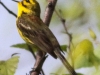 Lehigh Gap birds (1 of 31)