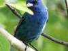Lehigh Gap birds (13 of 31)