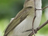 Lehigh Gap birds (26 of 31)