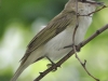 Lehigh Gap birds (27 of 31)