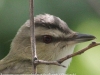 Lehigh Gap birds (28 of 31)