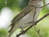 Lehigh Gap birds (29 of 31)