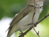 Lehigh Gap birds (30 of 31)