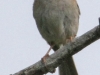 Lehigh Gap birds (5 of 31)