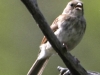 Lehigh Gap birds (9 of 31)