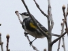 Lehigh Gap  birds  (1 of 30)