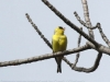 Lehigh Gap  birds  (10 of 30)