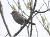 Lehigh Gap  birds  (16 of 30)