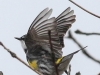 Lehigh Gap  birds  (21 of 30)