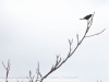 Lehigh Gap  birds  (23 of 30)