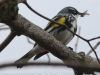 Lehigh Gap  birds  (24 of 30)