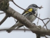 Lehigh Gap  birds  (27 of 30)