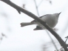 Lehigh Gap  birds  (29 of 30)