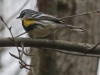 Lehigh Gap  birds  (30 of 30)
