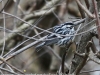 Lehigh Gap birds black and whte warbler  (1 of 14)