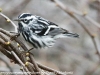 Lehigh Gap birds black and whte warbler  (10 of 14)