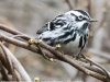 Lehigh Gap birds black and whte warbler  (8 of 14)