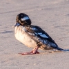 Long-Beach-Island-morning-birds-3-of-16