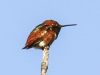 Los Angeles morning walk hummingbird (1 of 1)