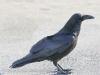 Los Angeles morning walk raven (1 of 1)