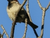 Los Angeles morning walk sparrow (1 of 1)