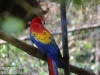 macaw parrot (2 of 3).jpg