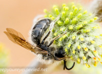 pussy willow and wasp (9 of 26).jpg