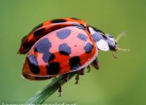 Macro  hike ladybug 142 (1 of 1).jpg