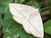 Macro  hike moth (1 of 1).jpg