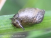 Macro  hike snail (1 of 1).jpg