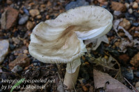 Macro hikes mushroom July 2 2016 