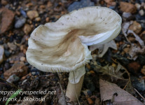 macro mushroom-1